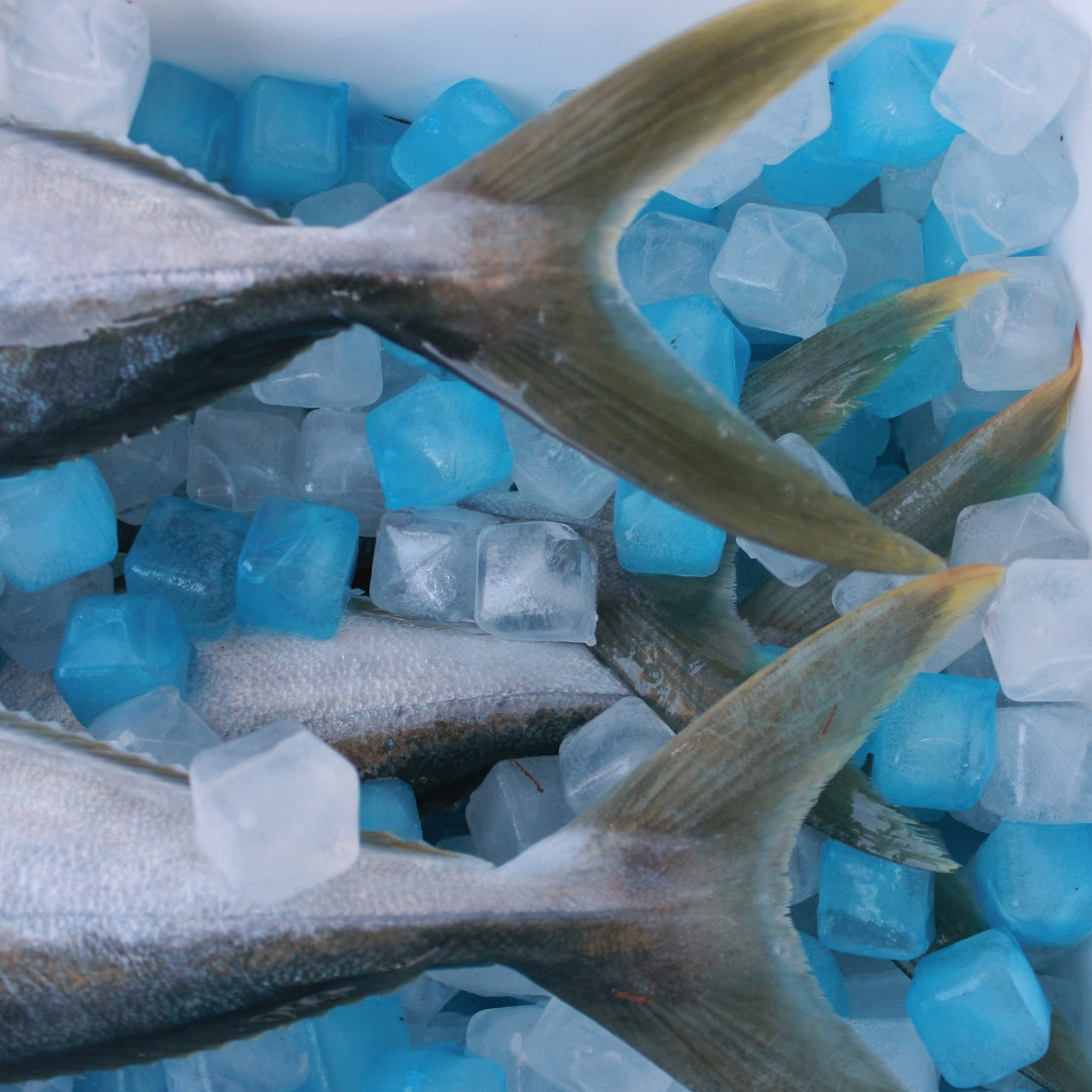 MEGA FREEZE - 10.5lb